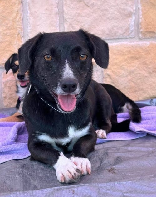 VASH IN TX - Chihuahua / Dachshund available for adoption