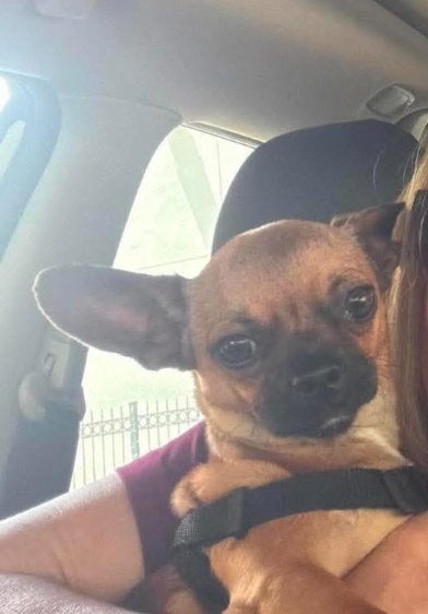 BIBI IN TX - Chihuahua available for adoption