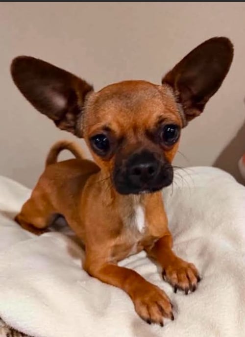 BIBI IN TX - Chihuahua available for adoption