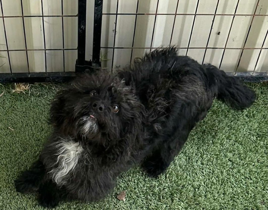 MOE IN TX - Terrier available for adoption