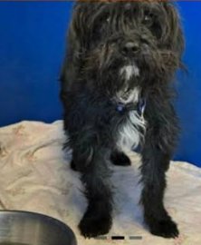 MOE IN TX - Terrier available for adoption