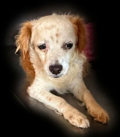 DUSTIN IN TX - Spaniel available for adoption