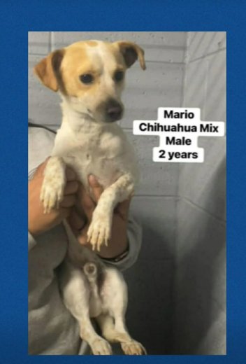 MARIO IN TX - Chihuahua available for adoption