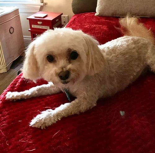 WINKY IN RI - Terrier available for adoption