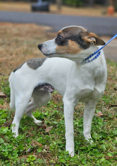 MANOOK IN LA - Unknown available for adoption