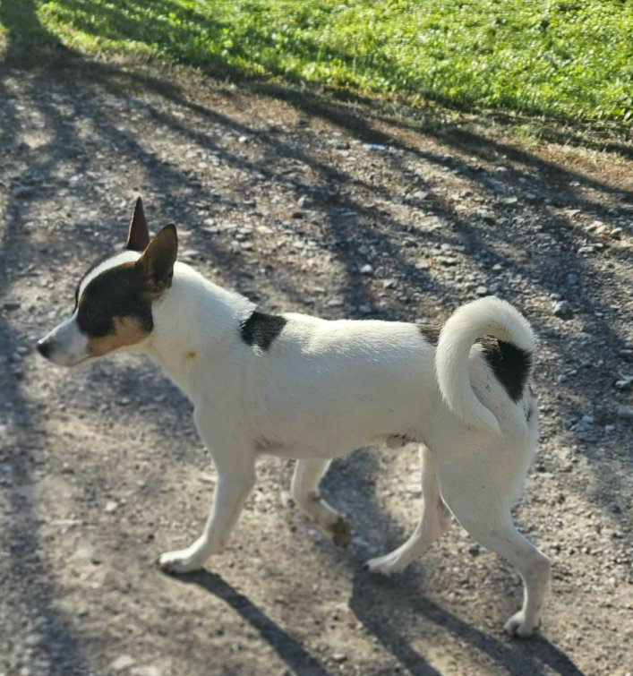 MANOOK IN LA - Unknown available for adoption