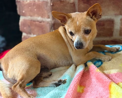 SIMBA IN TX - Chihuahua available for adoption