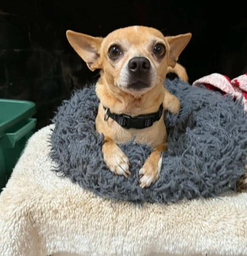 SIMBA IN TX - Chihuahua available for adoption