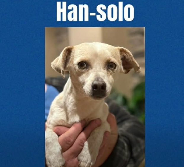 HAN SOLO IN TX - Chihuahua available for adoption