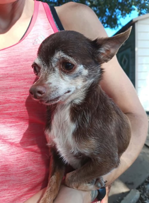 MOUSE IN TX - Chihuahua available for adoption