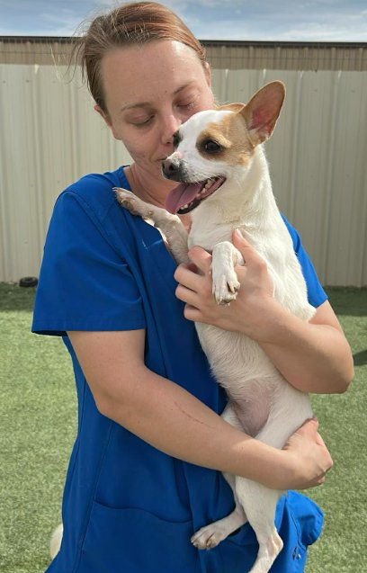 STAR BAILEY IN TX - Chihuahua available for adoption