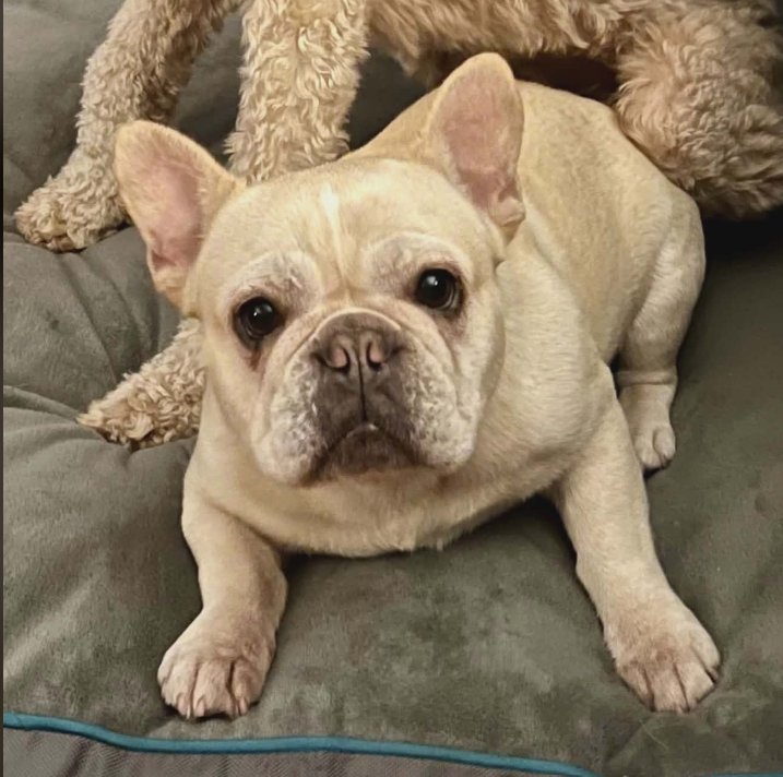 ZIVA IN RI - French Bulldog available for adoption