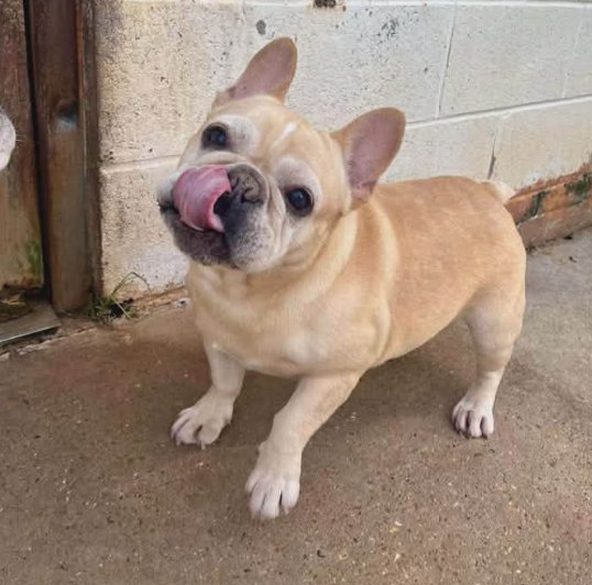 ZIVA IN RI - French Bulldog available for adoption