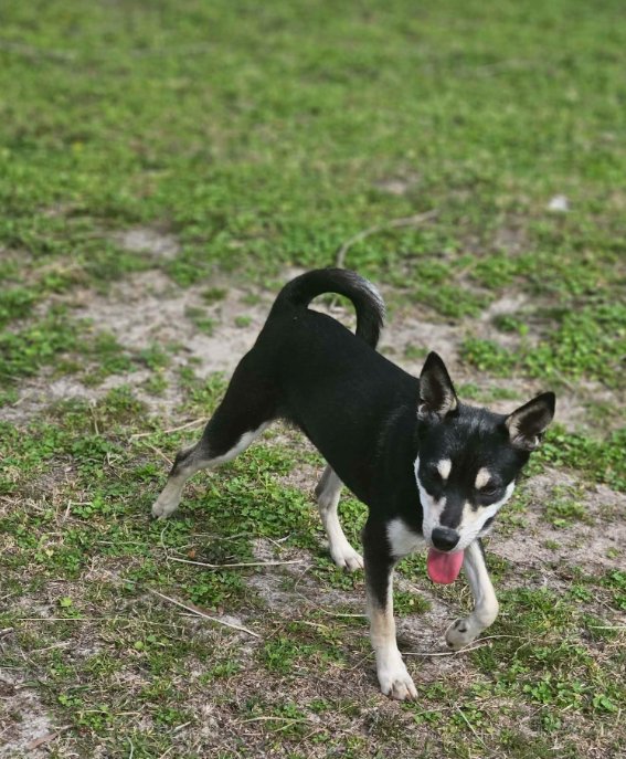 SHEBA IN LA - Rat Terrier available for adoption