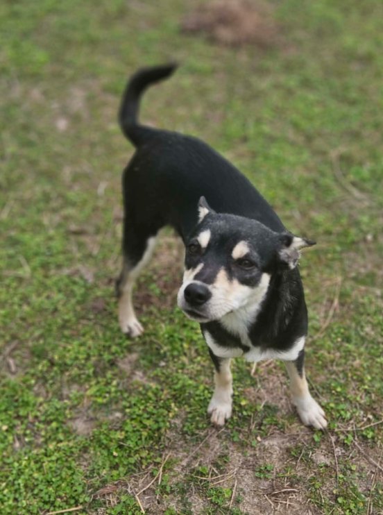 SHEBA IN LA - Rat Terrier available for adoption
