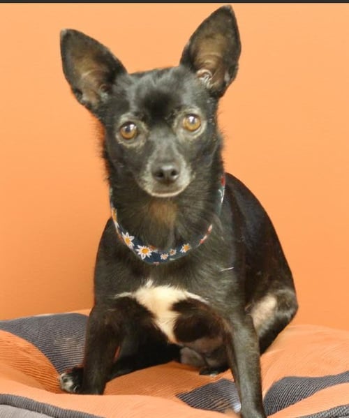 BASIL IN TX - Chihuahua available for adoption