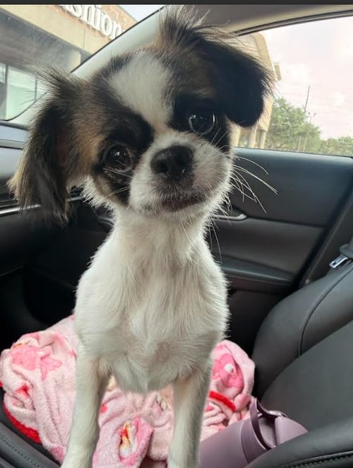 BELLA IN TX - Pekingese available for adoption