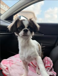 Bella in TX - Photo 2