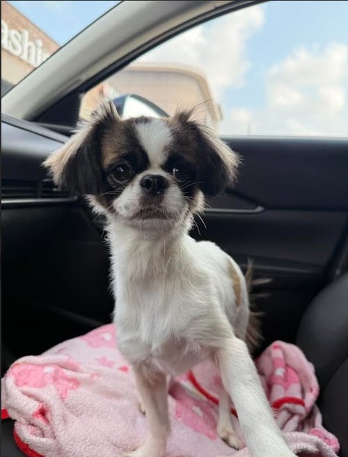 BELLA IN TX - Pekingese available for adoption