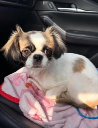 Bella in TX - Photo 3
