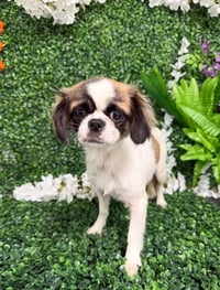 Bella in TX - Photo 4
