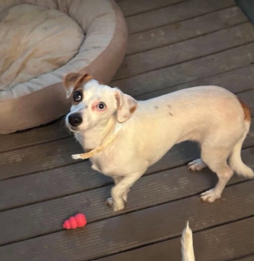PARIS IN TX - Dachshund / Chihuahua available for adoption