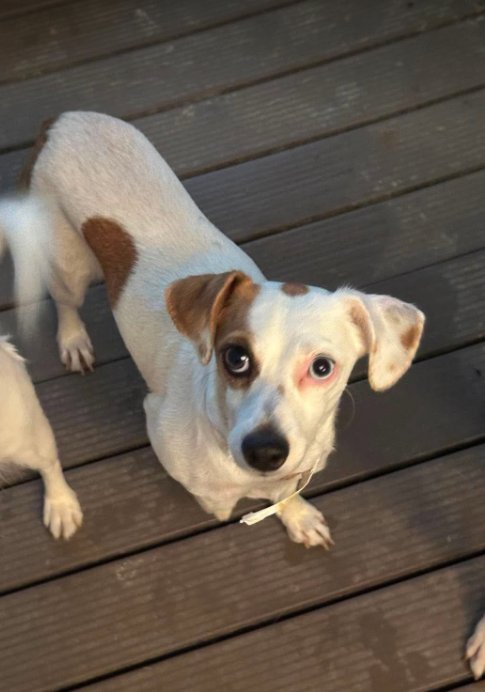 PARIS IN TX - Dachshund / Chihuahua available for adoption