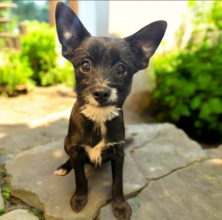 HERO IN TX - Terrier / Chihuahua available for adoption