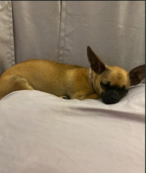 GRACELYNN IN LA - Chihuahua available for adoption