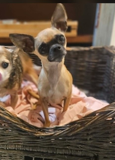 GRACELYNN IN LA - Chihuahua available for adoption