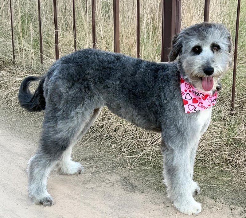CARLEE IN RI - Sheep Dog / Poodle (Miniature) available for adoption