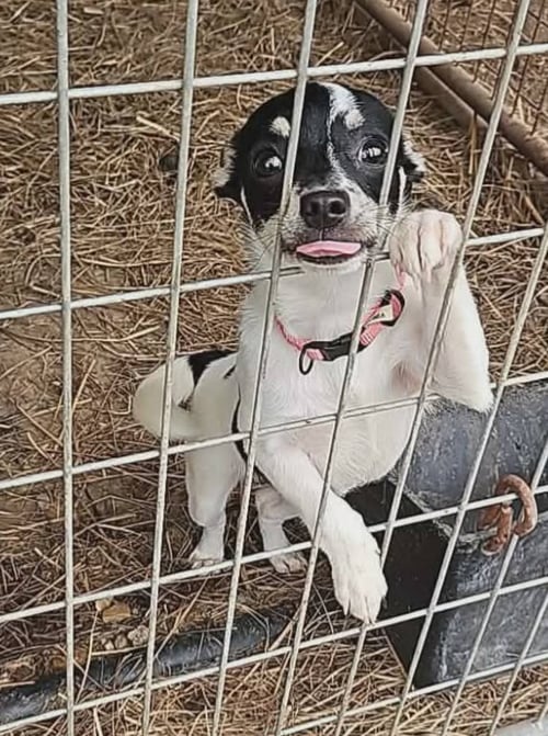 POPPY IN LA - Chihuahua available for adoption
