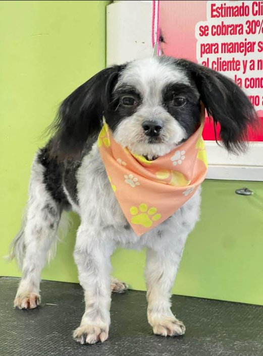 TULLY IN RI - Poodle (Miniature) available for adoption