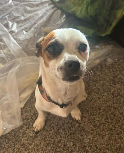 WHISKY IN TX - Chihuahua available for adoption