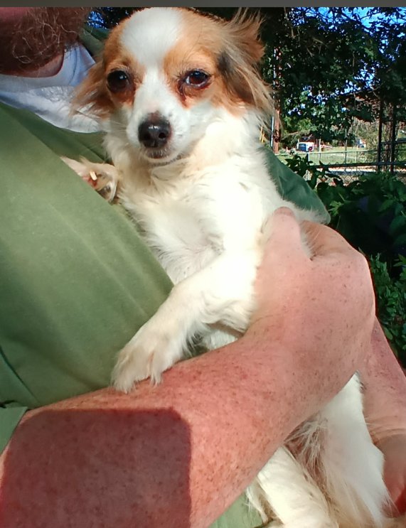 Truffles in TX Image