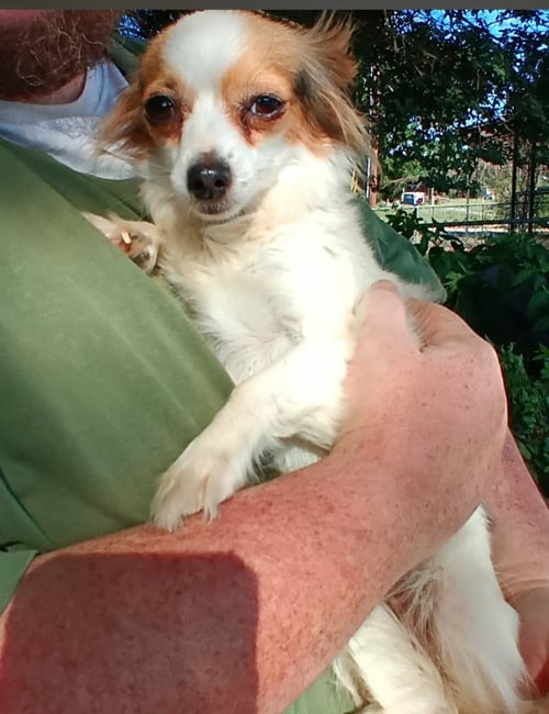 TRUFFLES IN TX - Chihuahua available for adoption