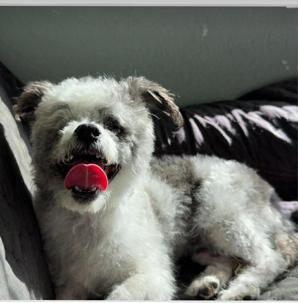 POPPY IN TX - Poodle (Miniature) available for adoption