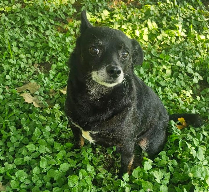 ROCKY IN TX - Chihuahua available for adoption