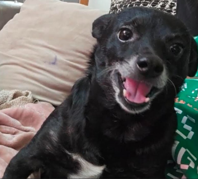 ROCKY IN TX - Chihuahua available for adoption