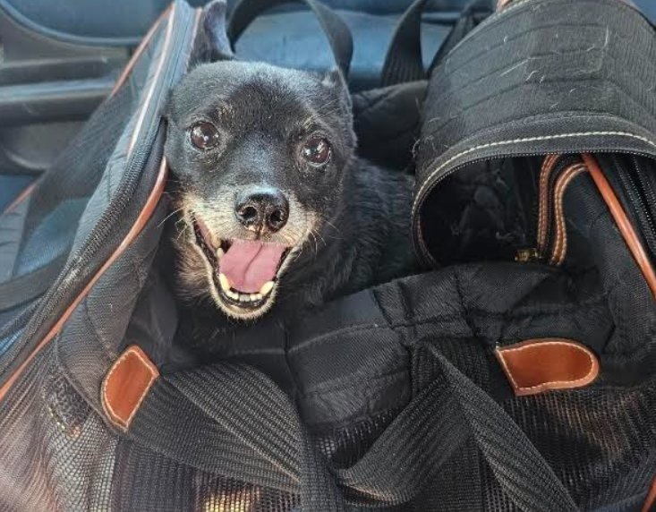 Rocky in TX - Photo 3