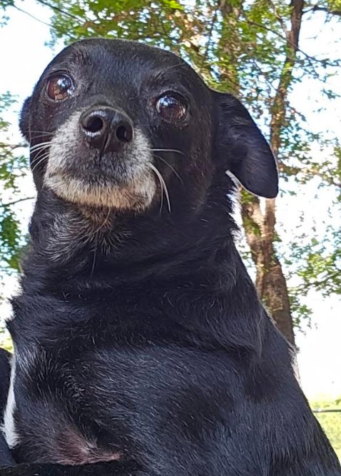 Rocky in TX - Photo 4