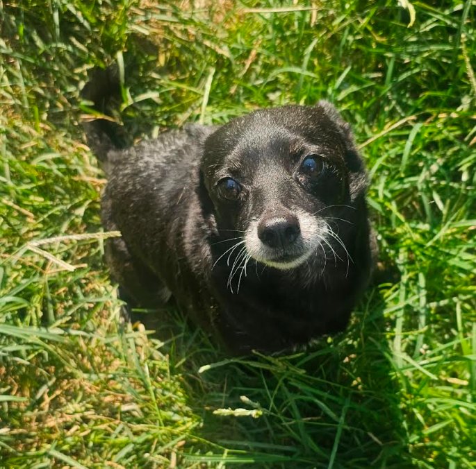 Rocky in TX - Photo 5