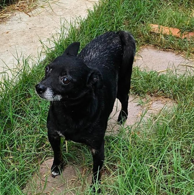 Rocky in TX - Photo 6