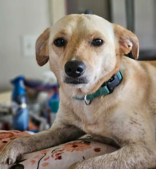 MIRACLE IN LA - Unknown available for adoption