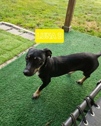 Luna B in LA - Photo 1