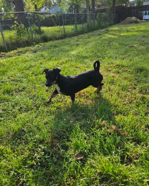LUNA B IN LA - Dachshund / Chihuahua available for adoption