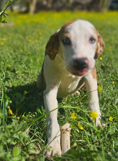 CHOVI IN LA - Unknown available for adoption