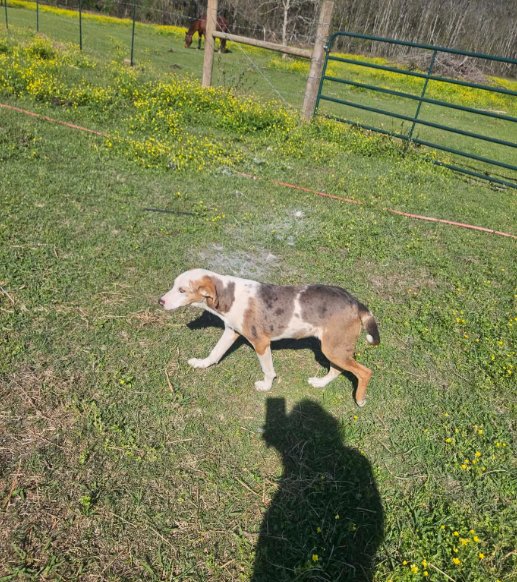 CHOVI IN LA - Unknown available for adoption