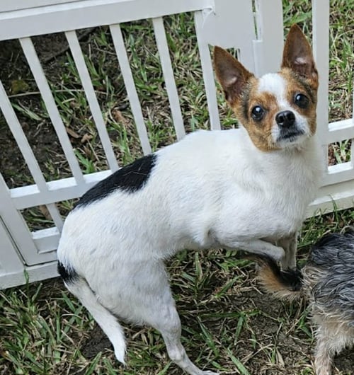 PENNY IN LA - Chihuahua for adoption in Cranston