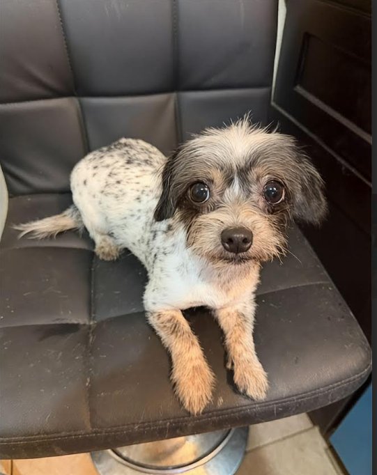 XENA IN TX - Chihuahua / Terrier available for adoption